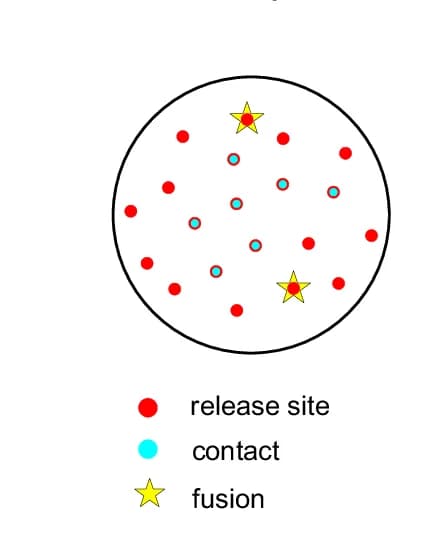 Open access visualization of Scatter Plot, Cone Terminal Model, cb2 Responses, Release Sites, Dendrites
