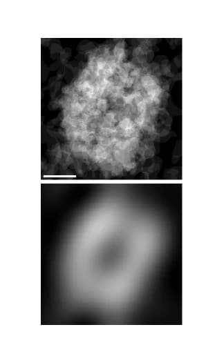 Open access visualization of Microscopy, GluK1 Labeling, 3D Image Stack, Terminals, Scale