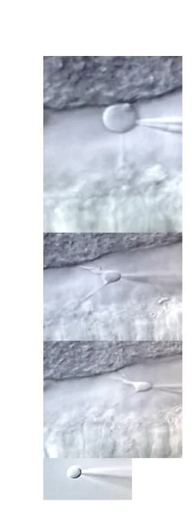 Open access visualization of Microscopy, BC Soma, Axon, Dendrite, Slice