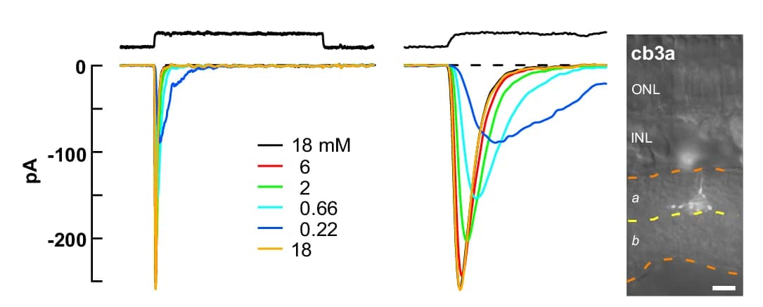 Open access visualization of Line Plot, Microscopy, Soma, Glutamate, Solution Exchange
