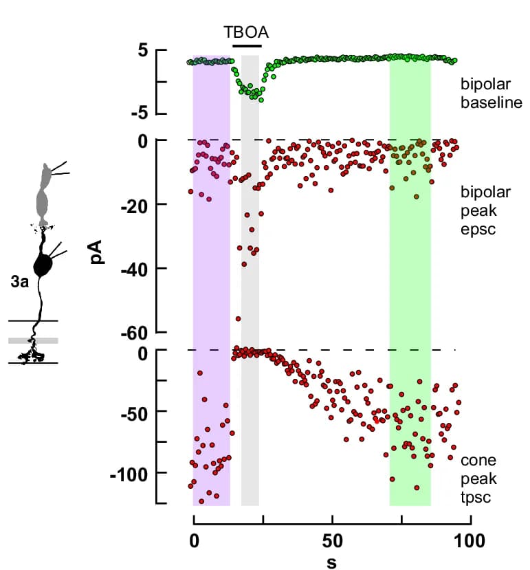 Open access visualization of Scatter Plot, Line Plot, Illustration, Baseline current, EPSC amplitude