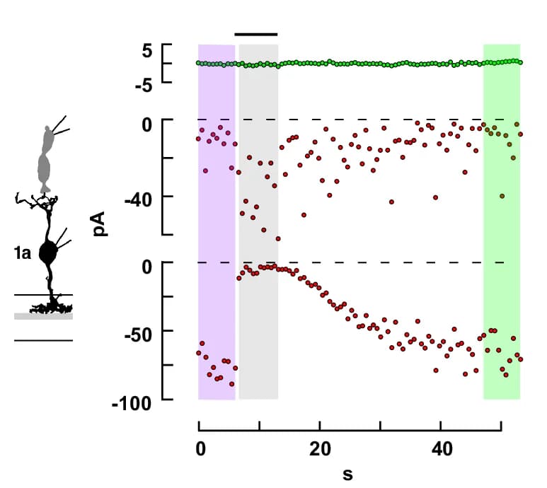 Open access visualization of Scatter Plot, Line Plot, Cone, cb1a cell, TBOA