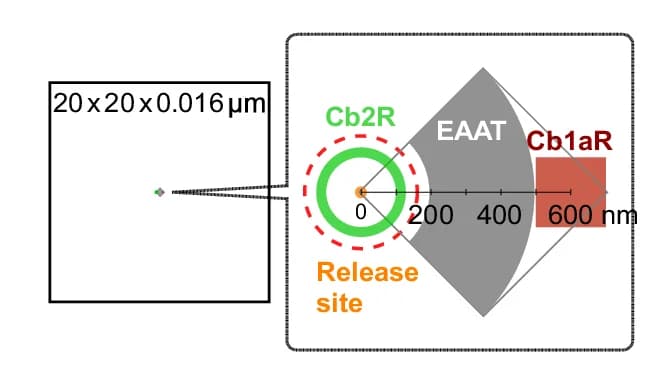 Open access visualization of Illustration, Monte Carlo Simulation, Cone Transporters, cb1a Cell Receptors, cb2 Cell Receptors