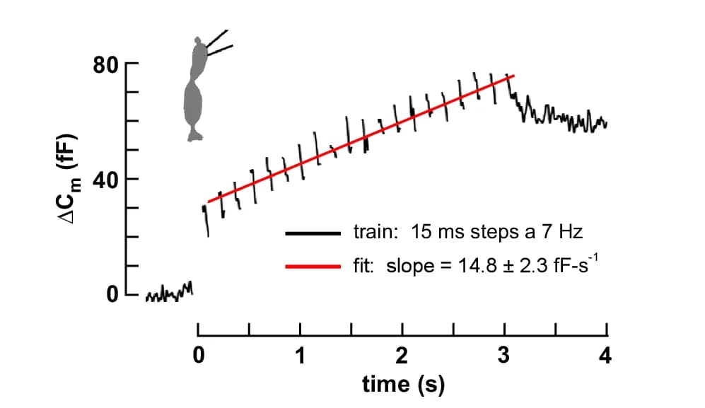 Open access visualization of Line Plot, Line Step, ΔC m, Cells, Membrane potential