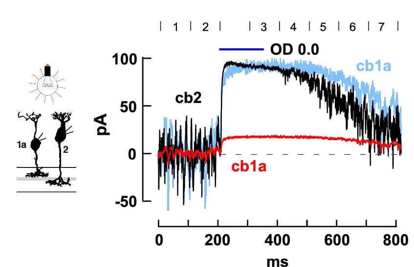 Open access visualization of Line Plot, Illustration, cb2 Cells, cb1a Cells, Light