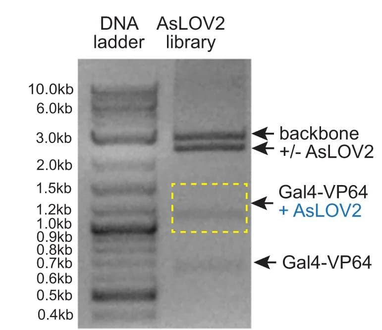 Open access visualization of Gel, Restriction digestion, AsLOV2, Target sequence, Mammalian expression vector
