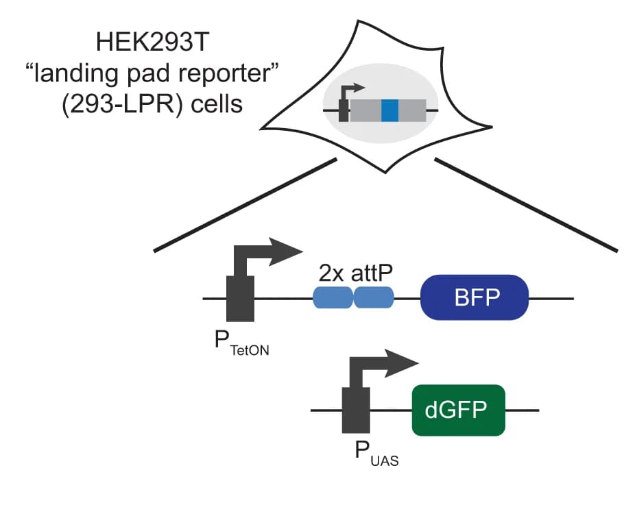 Open access visualization of Workflow, Illustration, Landing Pad, Reporter System, Genomic Composition