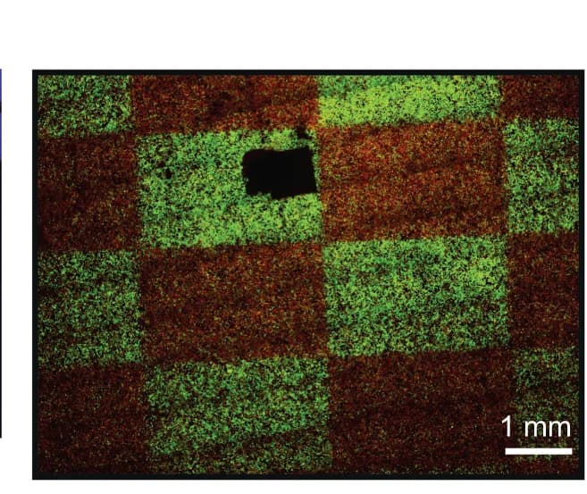 Open access visualization of Microscopy, Spatial illumination, Patterning, LightsOut-expressing cells, GFP expression