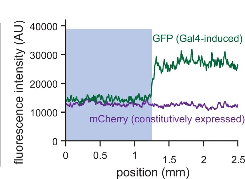 Open access visualization of Line Plot, GFP intensity, Spatial illumination, LightsOut-expressing cells