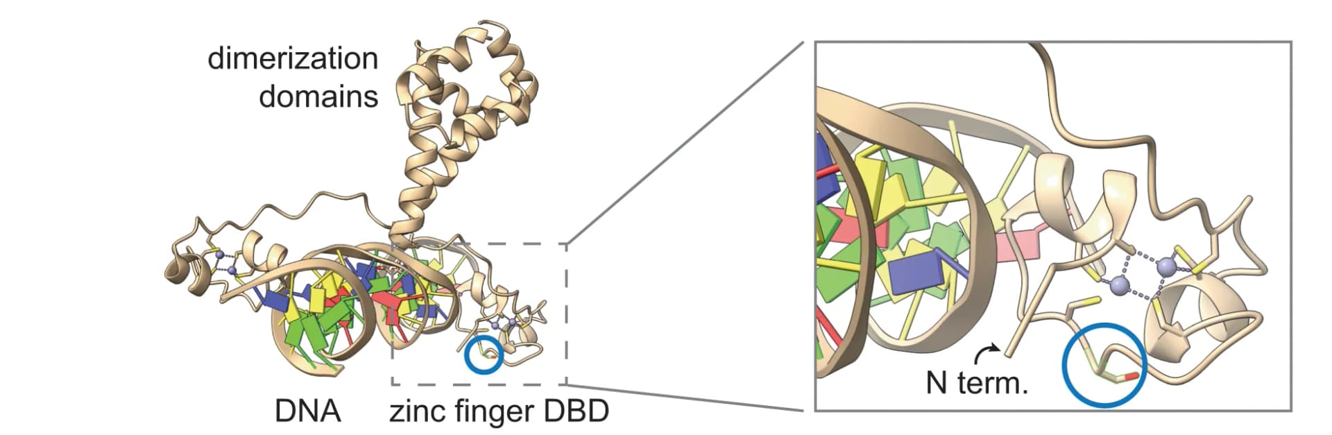 Open access visualization of Protein Structure, Chemical Structure, SK22 Insertion, Crystal Structure, Gal4 DNA Binding Domain