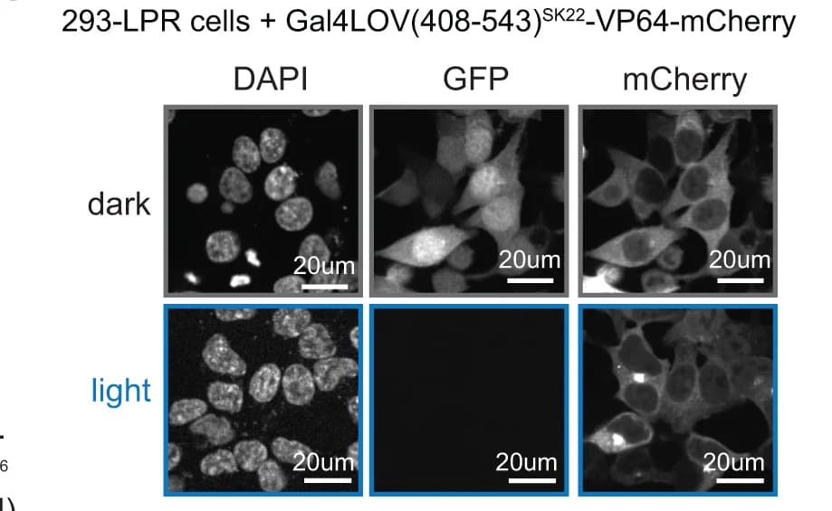 Open access visualization of Microscopy, Fluorescence Microscopy, 293-LPR Cells, Transfection, Gal4LOV SK22 -VP64-mCherry