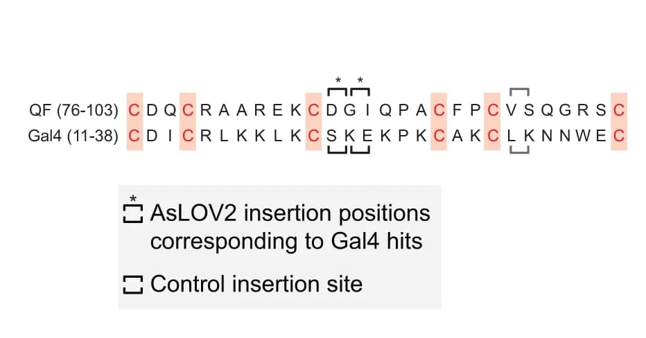 Open access visualization of Illustration, Zn 2 Cys 6 zinc finger motifs, Qf protein, Gal4 proteins, Zinc ions