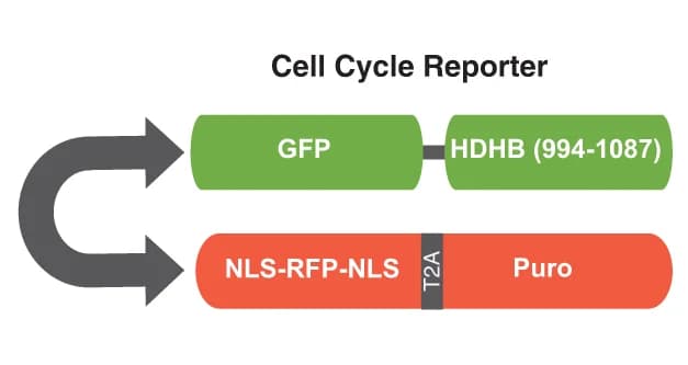 Open access visualization of Workflow, Flowchart, Illustration, Reporter, Promoter