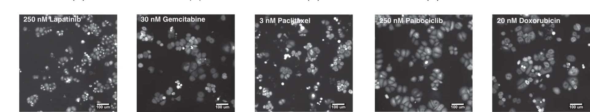 Open access visualization of Microscopy, GFP Images, Lapatinib, Gemcitabine, Paclitaxel