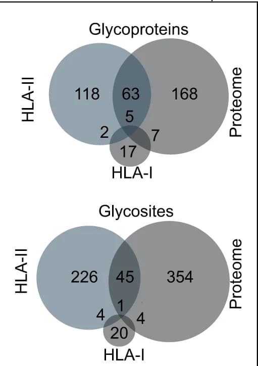 Open access visualization of Venn Diagram, Glycoproteins, Glycosites, HLA Class I, HLA Class II