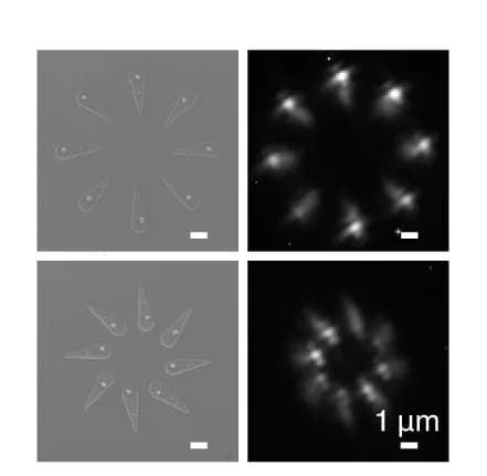 Open access visualization of Microscopy, SEM Images, Nanocrystals, Teardrop Wells, Silicon Substrate