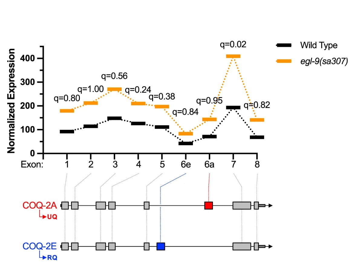 Open access visualization of Line Plot, Workflow, DexSeq analysis, Exons, coq-2 Gene