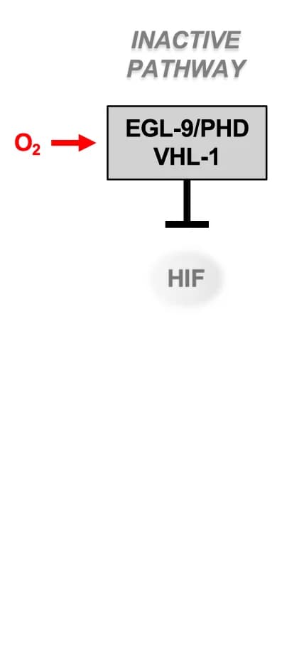 Open access visualization of Workflow, Flowchart, Illustration, Cartoon Models, HR Pathway