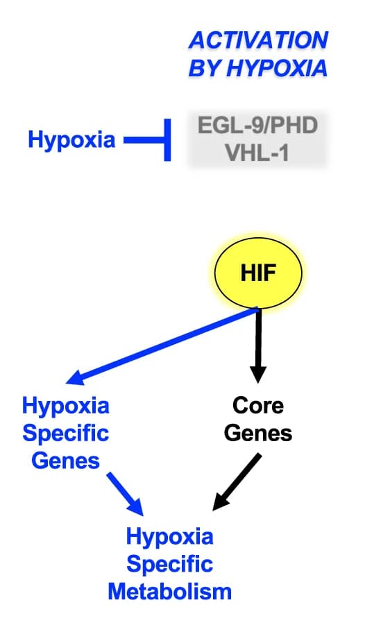 Open access visualization of Workflow, Flowchart, Illustration, Hypoxic Conditions, HIF-1