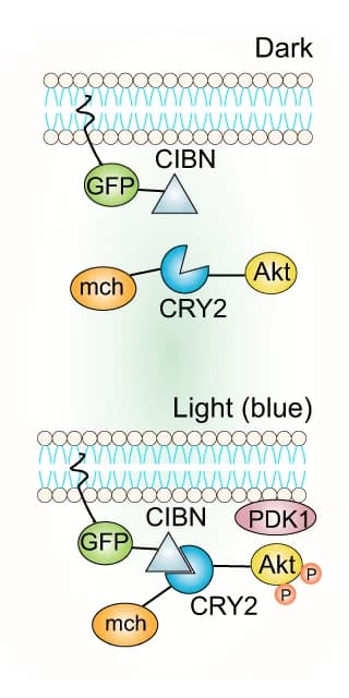 Open access visualization of Workflow, Flowchart, Illustration, Optogenetic Akt1 system, Blue light activation