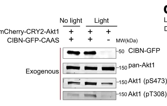 Open access visualization of Gel, Akt1 phosphorylation, Light illumination, mCherry-CRY2-Akt1, CIBN-GFP-CAAX