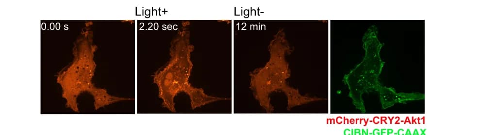 Open access visualization of Microscopy, Live-cell imaging, Blue light stimuli, Akt1 translocation, Plasma membrane