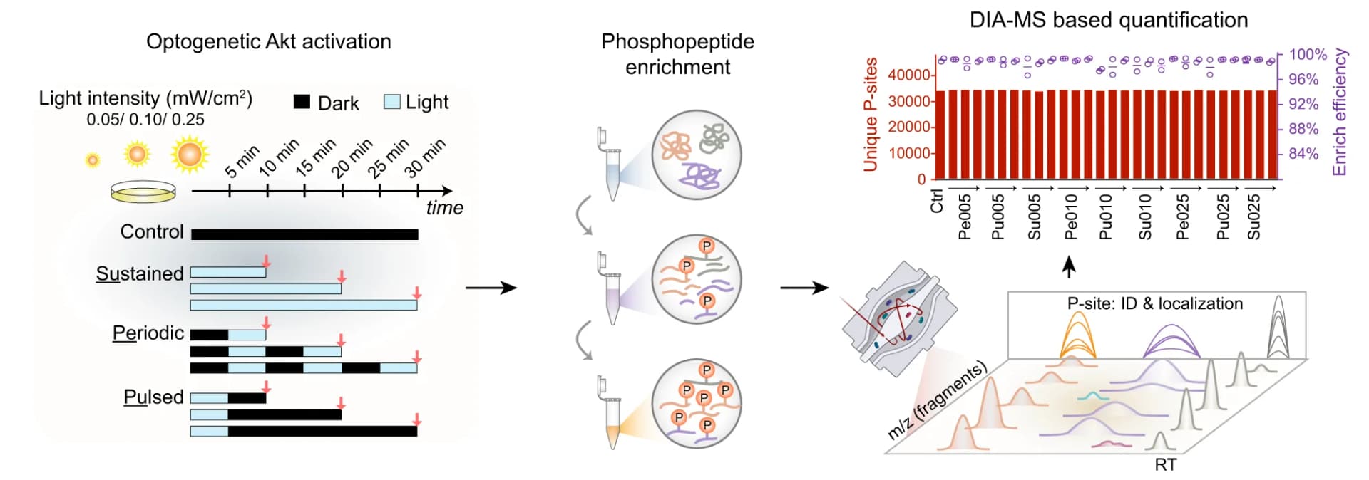 Open access visualization of Workflow, Bar Plot, Line Plot, Phosphoproteomic experimental design, Phosphopeptide enrichment