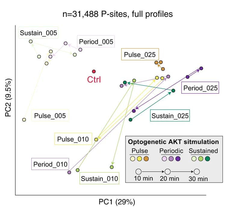 Open access visualization of Scatter Plot, PCA, Principal Component Analysis, P-sites, Quantitative Analysis