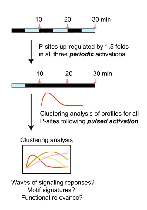 Open access visualization of Line Plot, Clustering analysis, Light activations