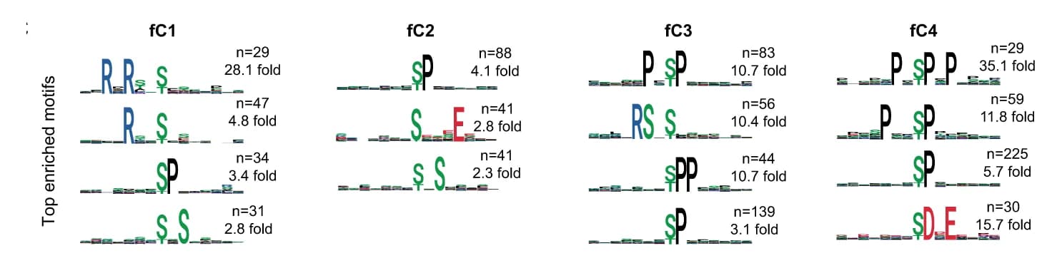 Open access visualization of Illustration, Sequence features, P-sites, Motif sequence, Proteome