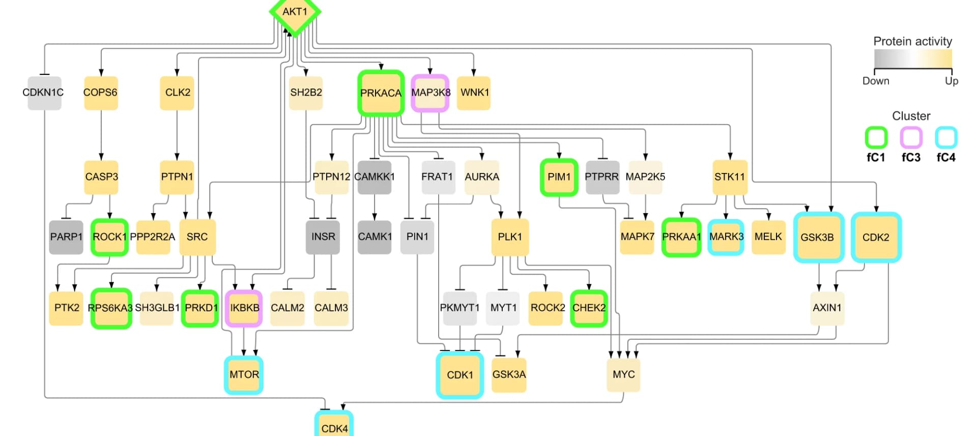 Open access visualization of Pathway, Signaling network, PHONEMeS, Akt1 subnetworks, Protein activity