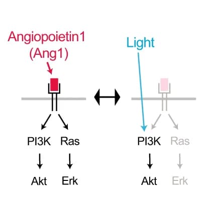 Open access visualization of Workflow, Illustration, Akt1, Ang1, Signaling