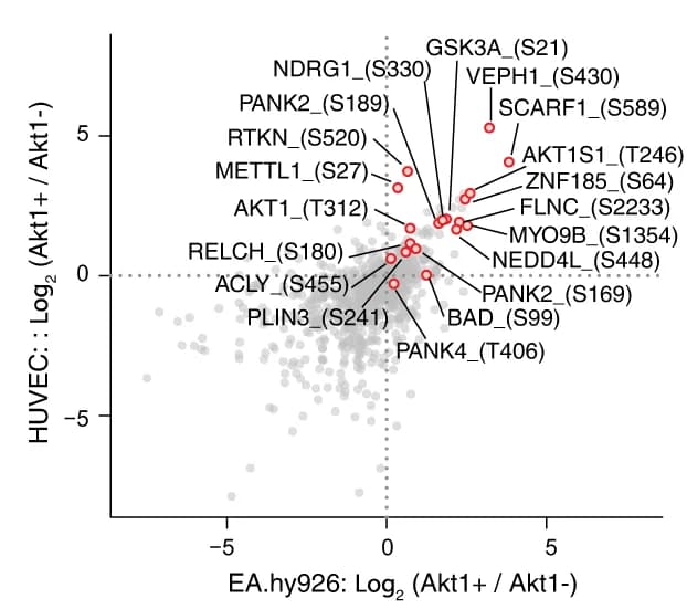 Open access visualization of Volcano Plot, Scatter Plot, mTRAQ ratio, Akt1, Phosphorylation Sites