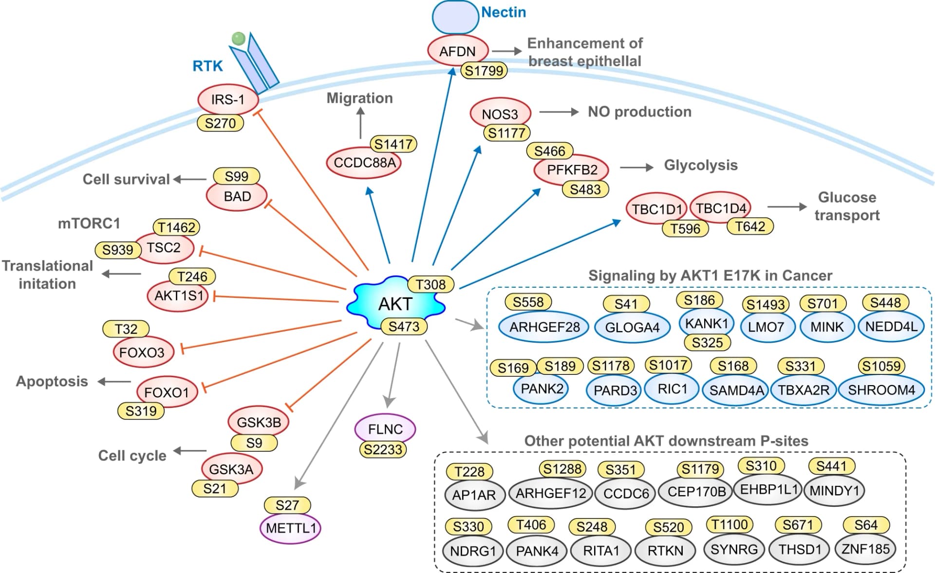 Open access visualization of Workflow, Pathway, circLONRF3, miR-4732-3p, IGF2BP3