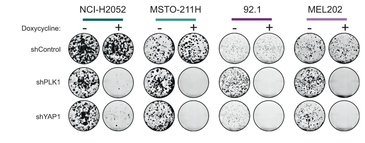 Open access visualization of Photo, Colony formation assays, Mesothelioma cell lines, Uveal melanoma cell lines, shRNA