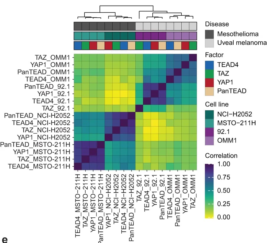 Open access visualization of Heatmap, Clustered, Genome-wide correlation, ChIP-seq, Mesothelioma cell lines