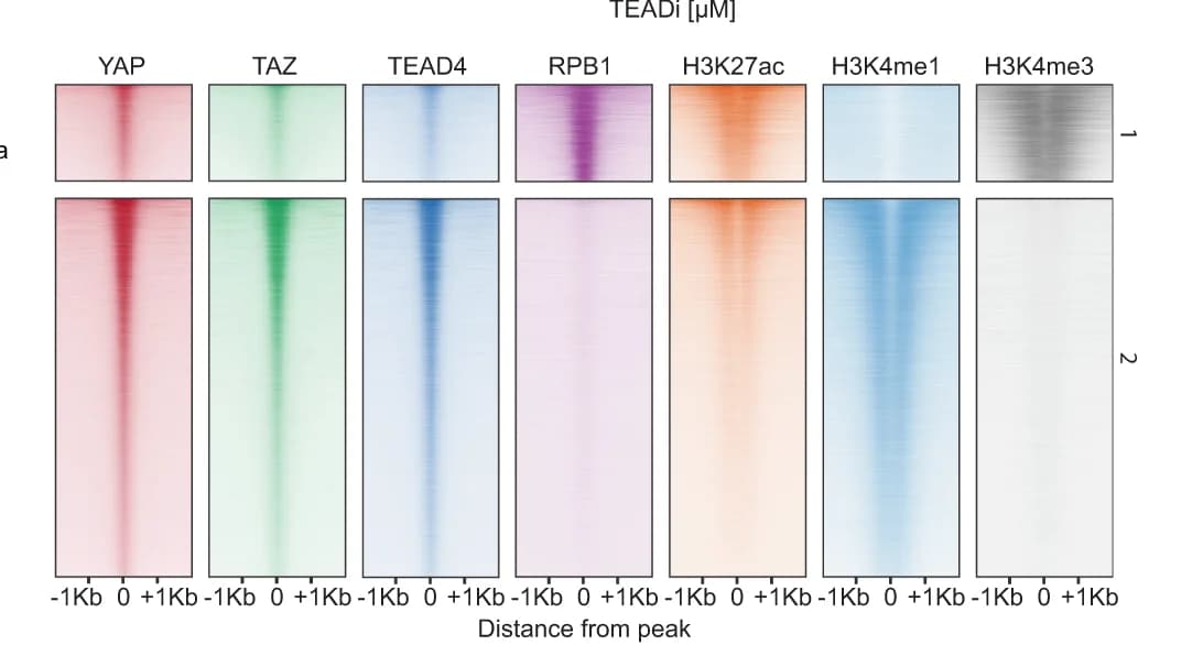 Open access visualization of Heatmap, Heatmaps, ChIP-Seq signal, YAP1, TAZ