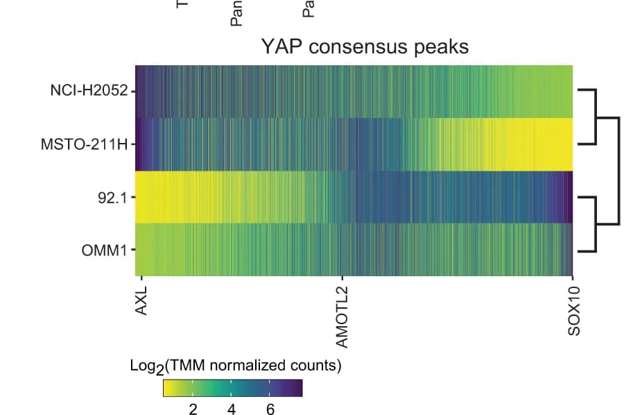 Open access visualization of Heatmap, Clustered, YAP1 peak occupancy, Mesothelioma cell lines, Uveal melanoma cell lines