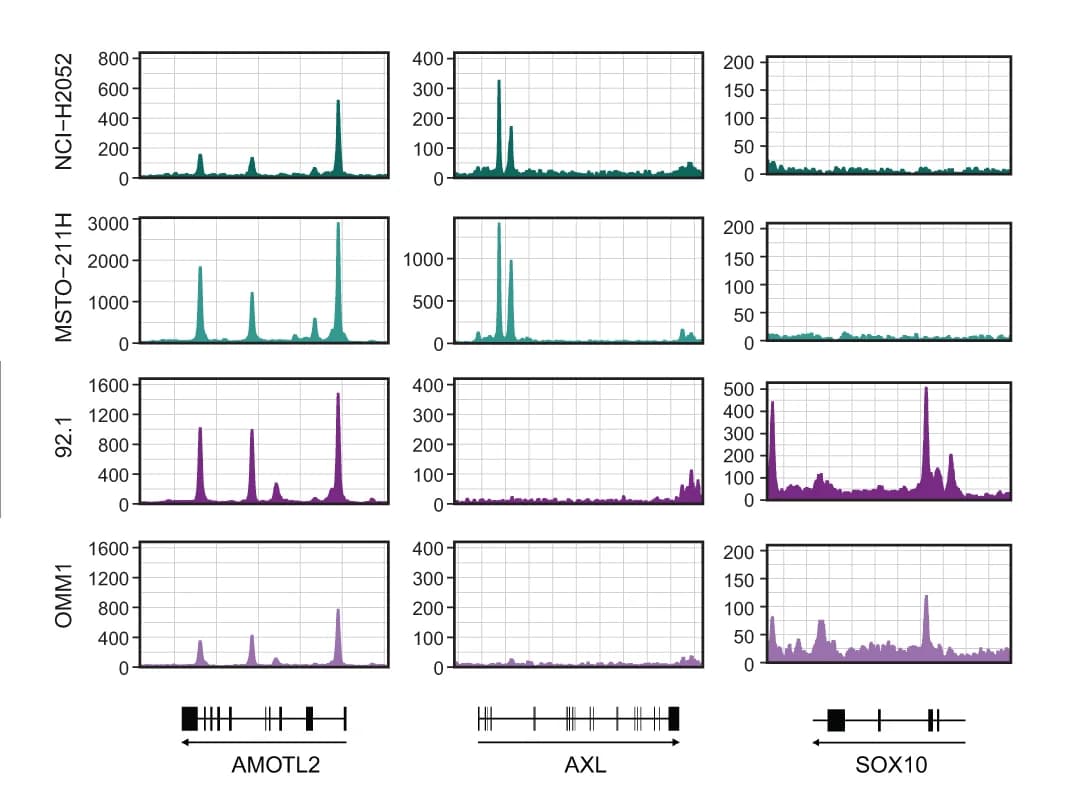 Open access visualization of Line Plot, Density Plot, YAP1 occupancy, AMOTL2 gene, AXL gene