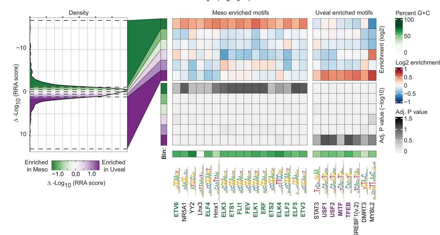 Open access visualization of Density Plot, Heatmap, Line Plot, Transcription Factor Motifs, YREs