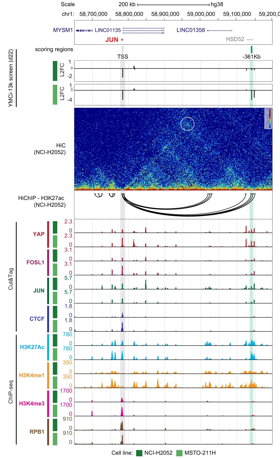 Open access visualization of Line Plot, Heatmap, Bar Plot, JUN Locus, YMCi-13K Screen