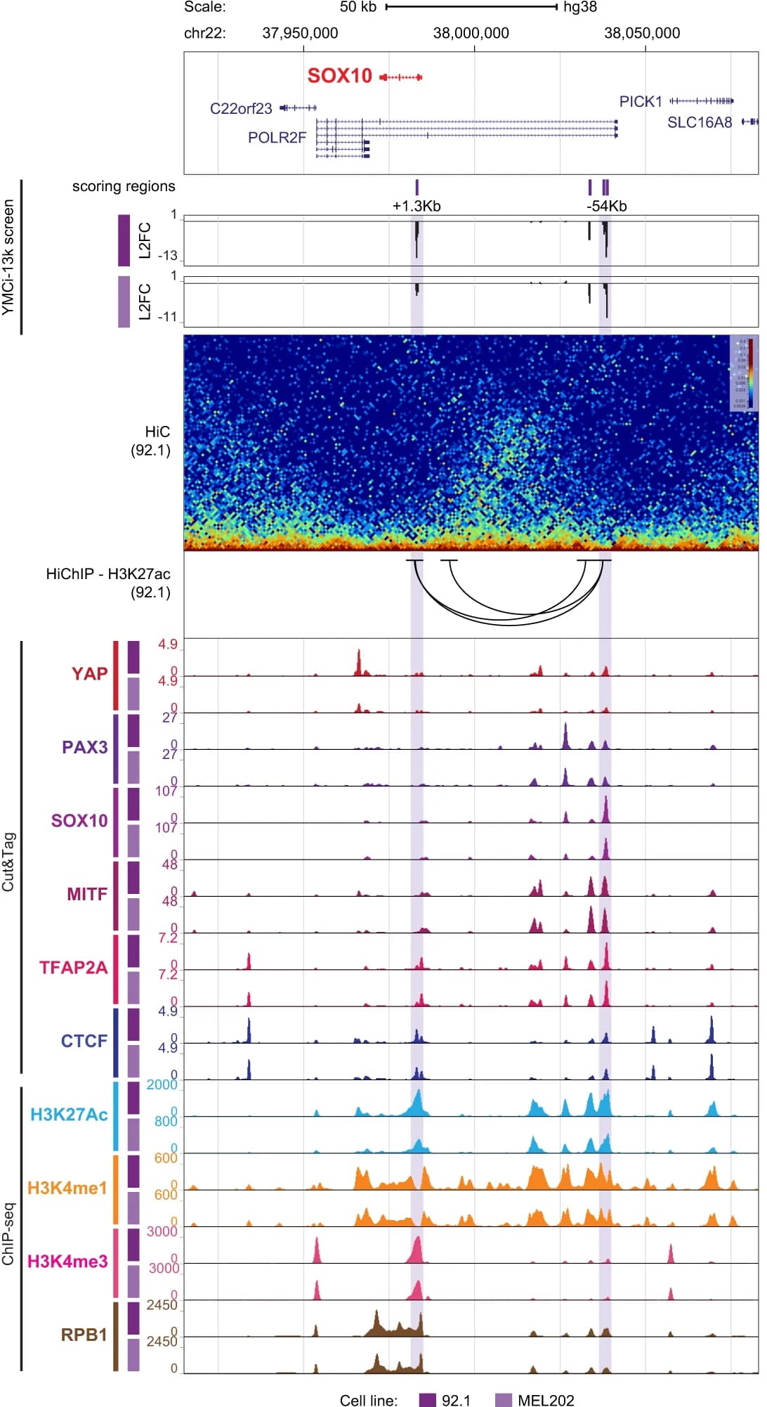 Open access visualization of Heatmap, Line Plot, Clustered, SOX10 Locus, YMCi-13K screen