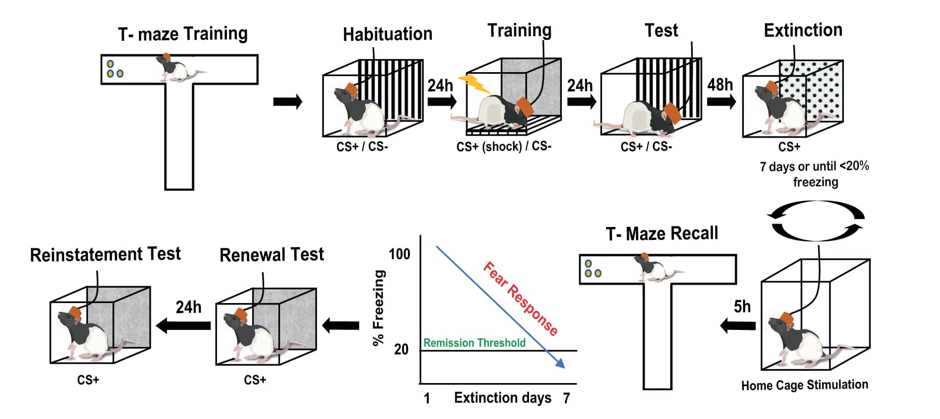 Open access visualization of Workflow, Line Plot, Fear Conditioning, T-maze Task, Visual Cue