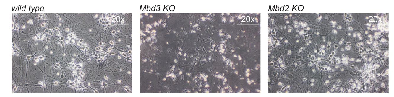 Open access visualization of Microscopy, Microscopy Images, Neurons, ESCs, Mbd3 KO