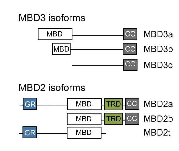 Open access visualization of Illustration, Workflow, MBD3 Isoforms, MBD2 Isoforms, ESCs