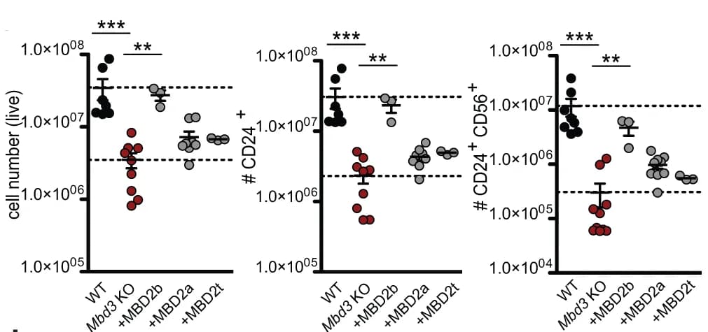 Open access visualization of Scatter Plot, Error Bars, Flow Cytometry, Live Cells, CD24+ Cells