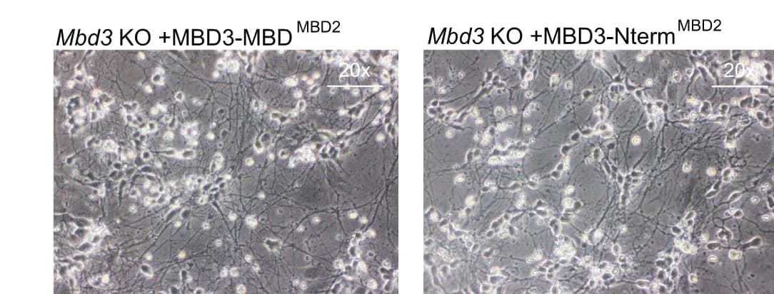 Open access visualization of Microscopy, Microscopy Images, In Vitro Neurons, Replicates