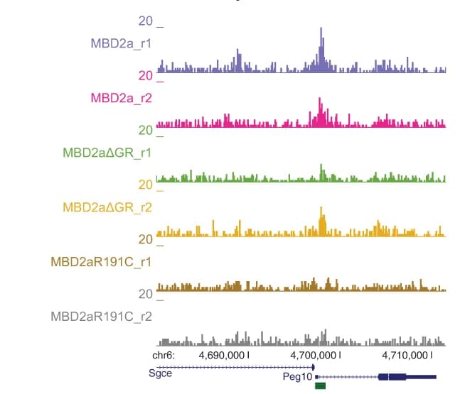 Open access visualization of Line Plot, MBD2a, MBD2aGR, MBD2R191C, Peg10 Promoter