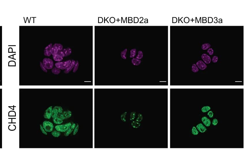 Open access visualization of Microscopy, CHD4, Mbd2/Mbd3 DKO Cells, MBD2a, MBD3a