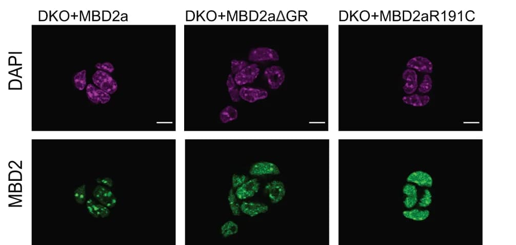 Open access visualization of Microscopy, MBD2, Mbd2/Mbd3 DKO Cells, MBD2a, MBD2aGR